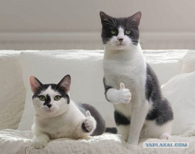 США ввели санкции против фонда Ахмата Кадырова и ФК «Ахмат»