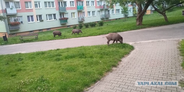 Полицейский застрелил кабана