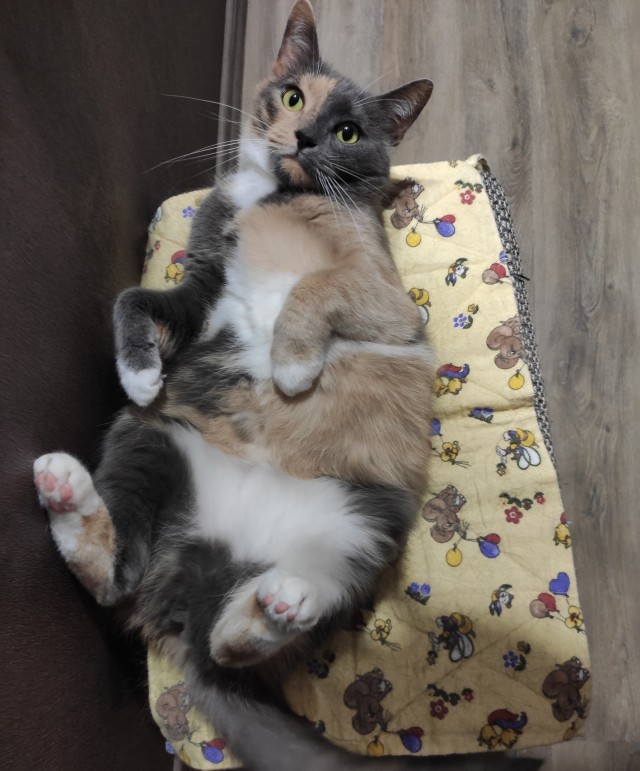 Картинки с котами и про котов