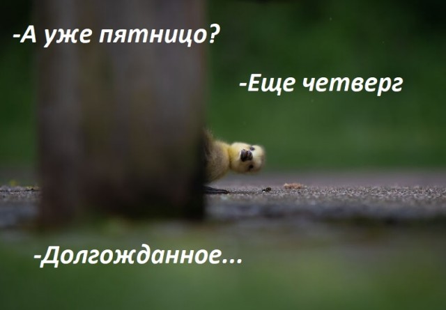 Лучшие фото конкурса Comedy Wildlife Photography Awards 2021