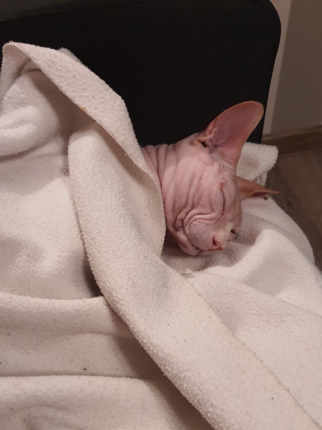 Личинка котэ