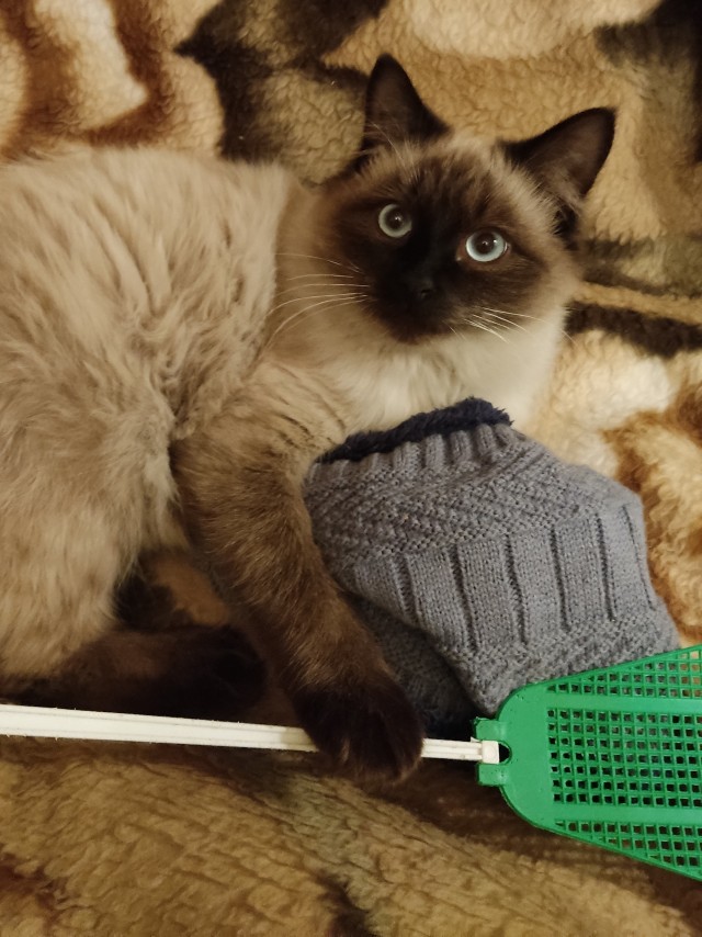 Котовторнику быть
