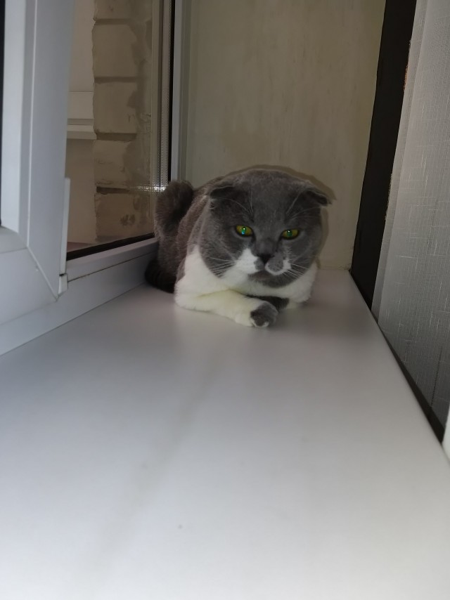 Котовторник так котовторник