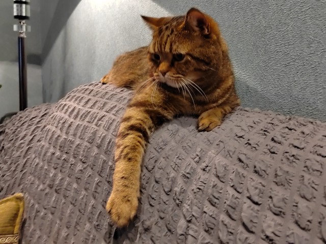 Котовторник 25.01.22