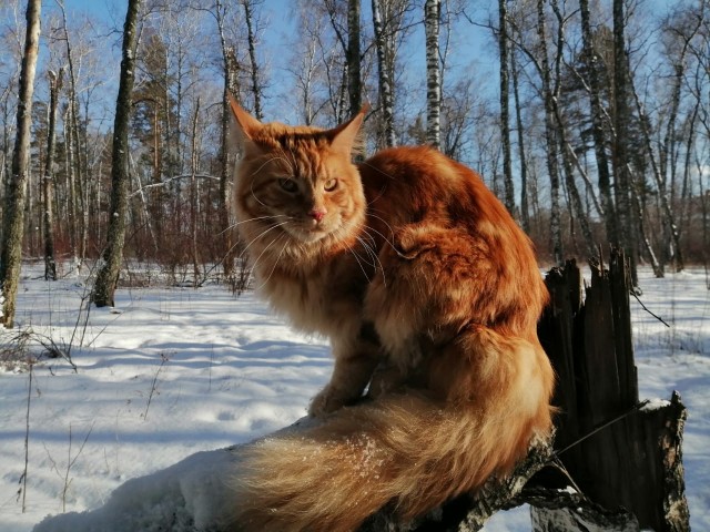 Котовторник. Картинки и буквы 08.02.22