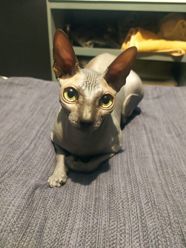 Котовторник вроде.