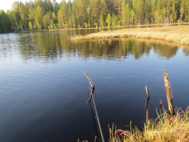 Болотные забавы