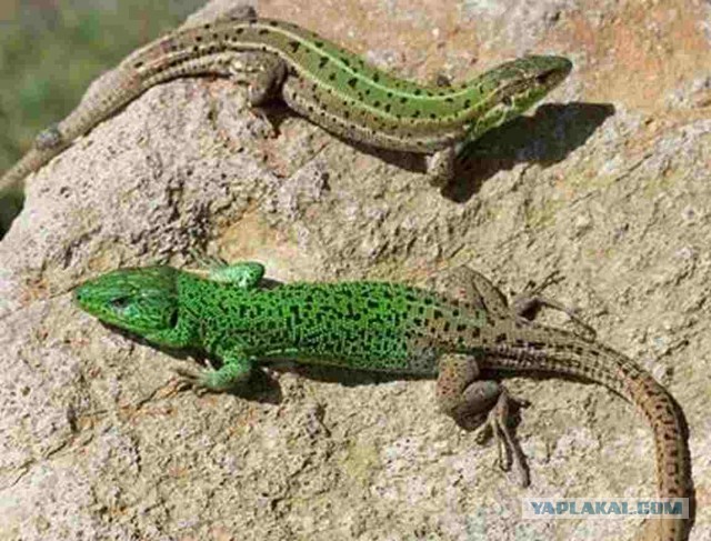 Эти интересные ящерицы