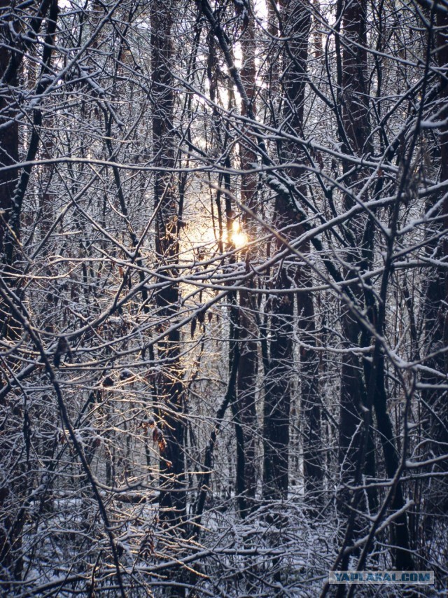 Одно зимнее фото
