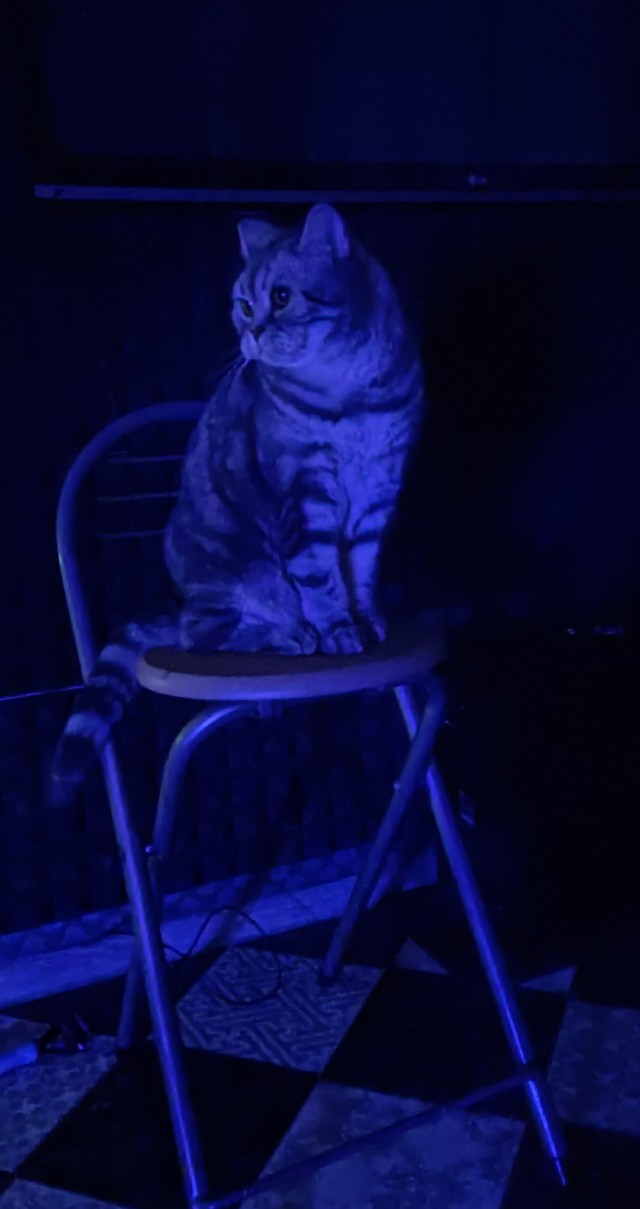 Даёшь котов в этот вторник!