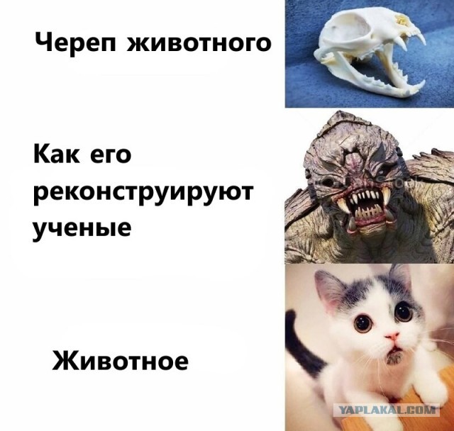 10 животных, которые вымерли — к счастью для человека