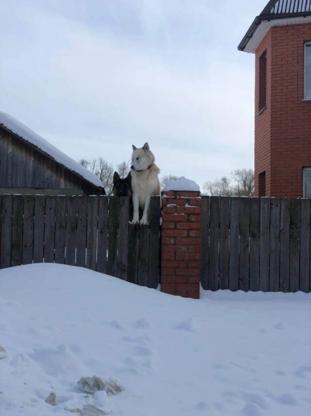 Коточетверг!