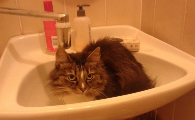 Котовторник 26.03.2013