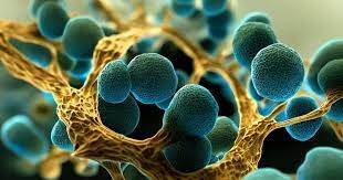 В США зафиксировали всплеск заболеваемости смертельной грибковой инфекцией