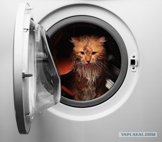 Помыть кошку