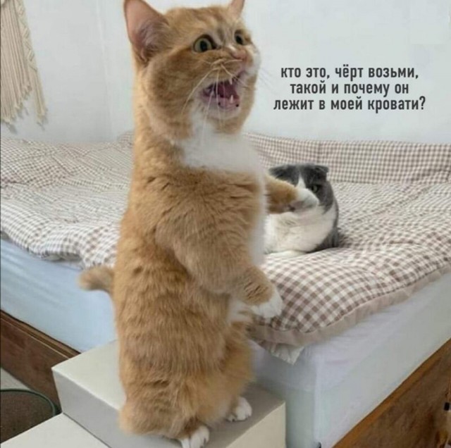 Коту Степану бабу привели