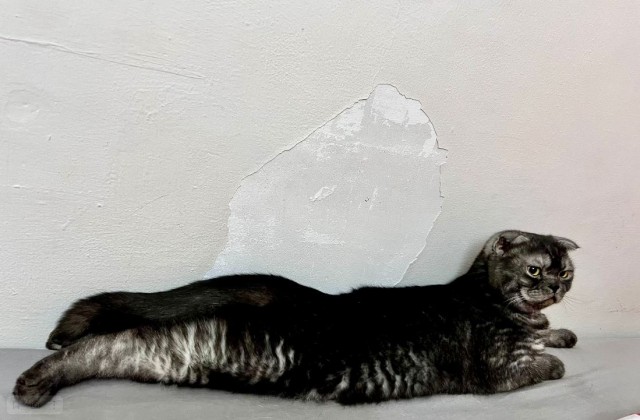 Котовторник уже пришёл?