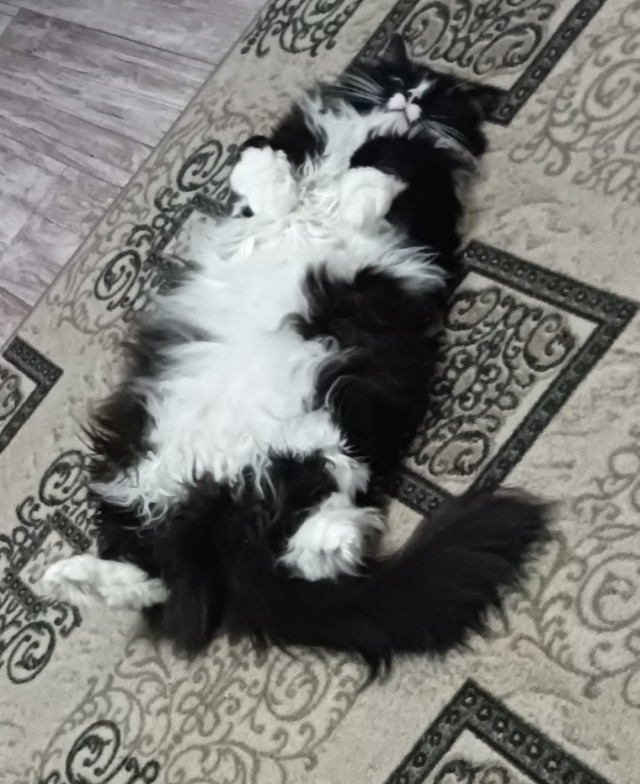 Толстые коты