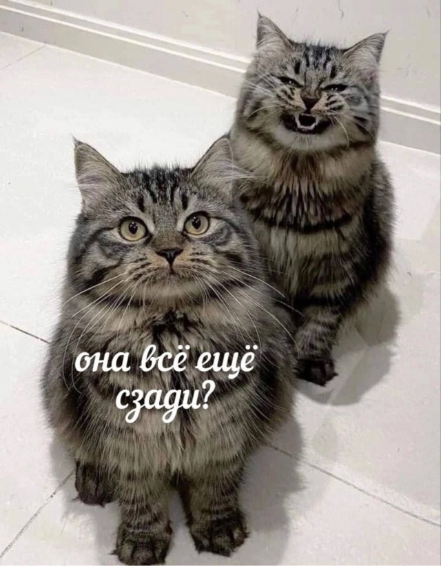 Котовторник в картинках
