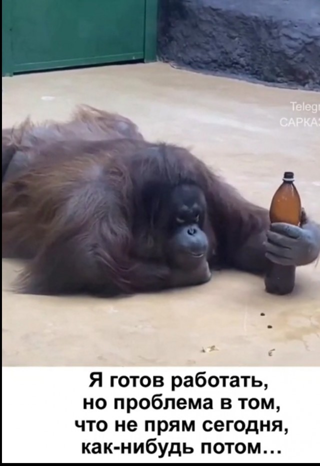 Весёлый полтишок 13.08.24