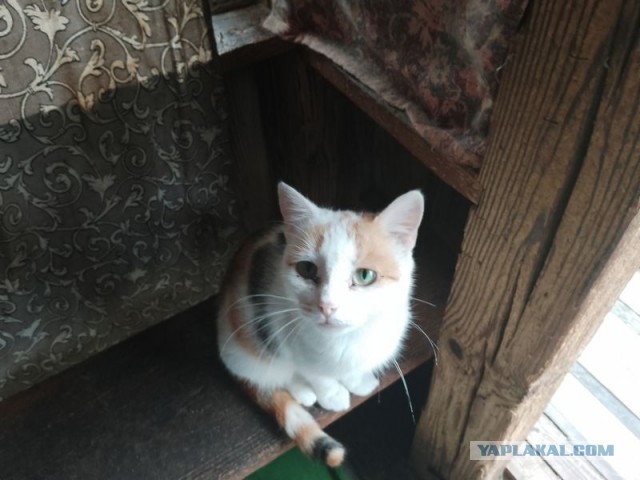 Жизнь домашнего приюта для котеек 513