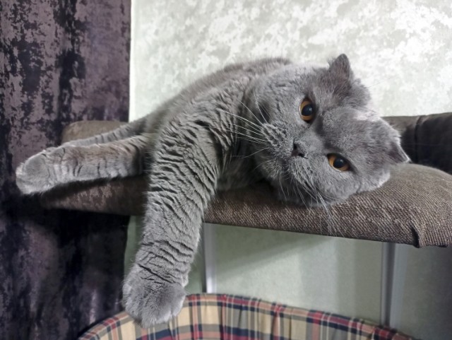 Котовторник 05/11/2024