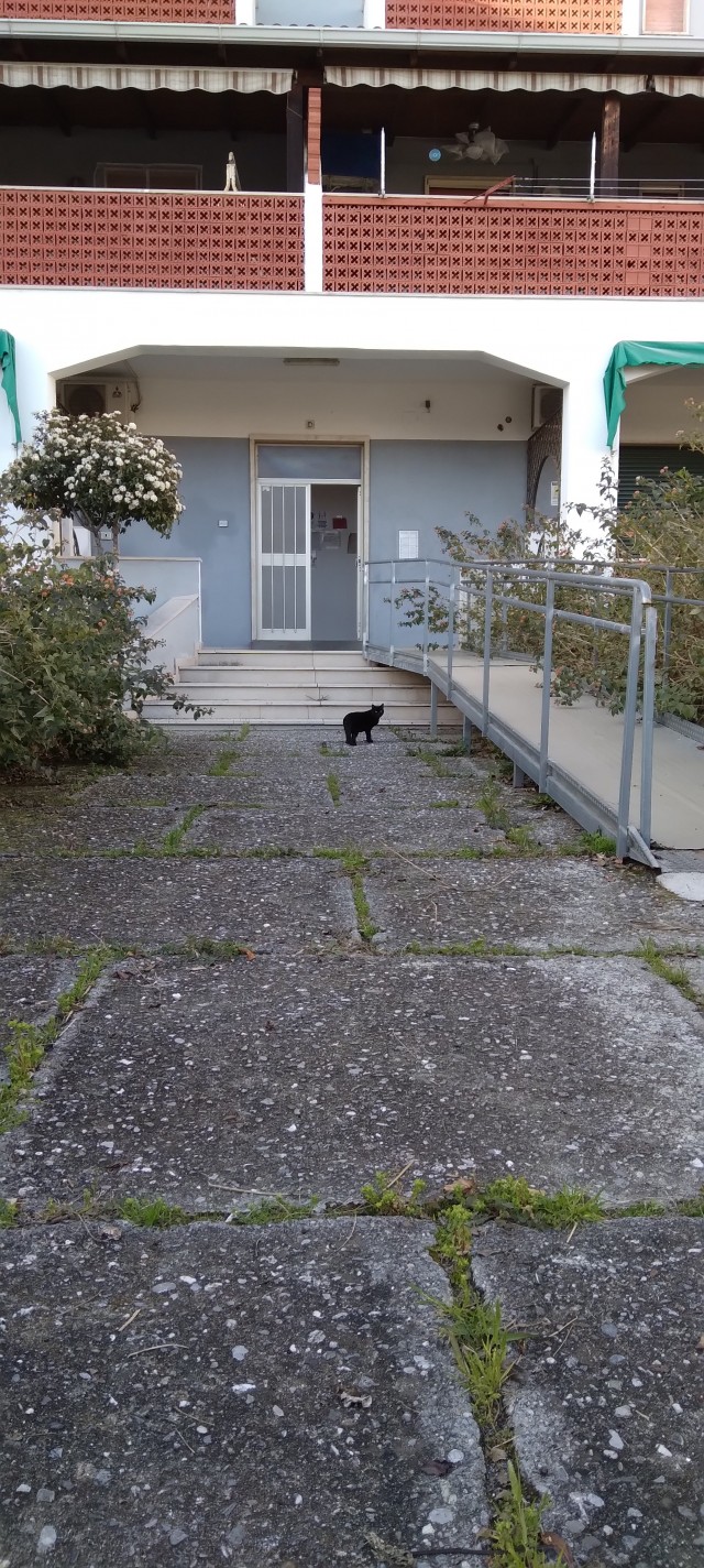 Мой кот