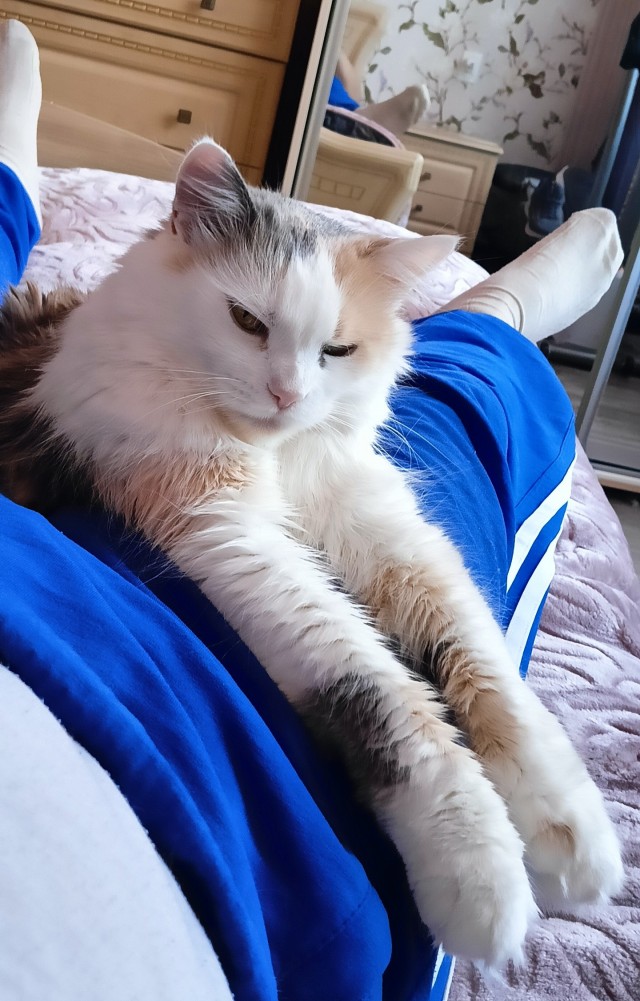 К котовторнику: подборка картинок-баянов с котиками и про котиков. Выпуск 3.