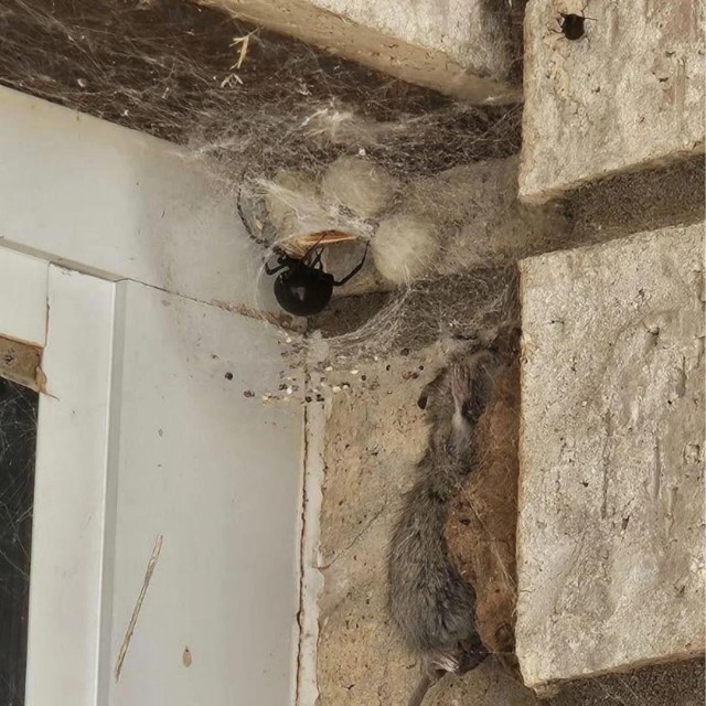 И кот не нужен: Житель США обнаружил в своём доме паука, который "поймал" 2-х жирных крыс