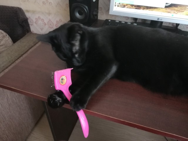 Осенний кот