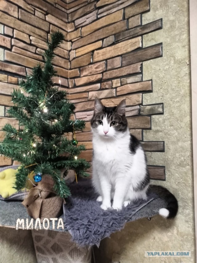 Настойчиво просит погладить