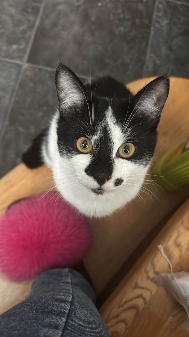 Кошачья Любовь