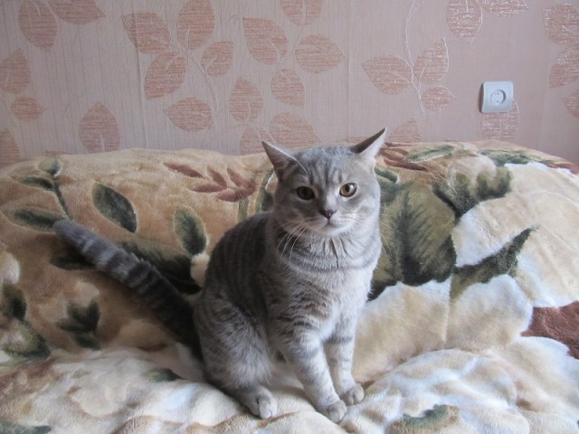 Котовторник 9.07.2013