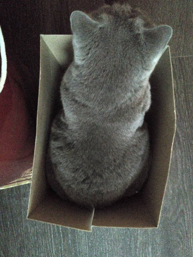 Котофторник жеж