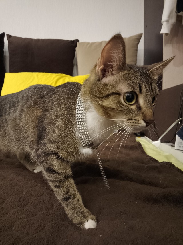 Добрый мужик приютил двух котят⁠. Ну как приютил, у него выбора не было просто