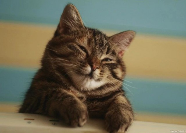 Кошка симулянт
