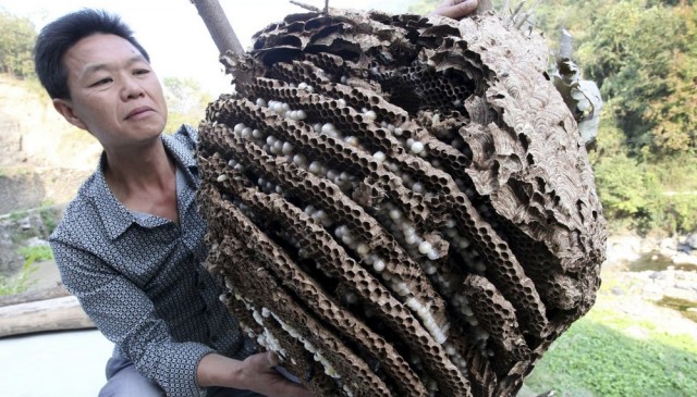 Осы: 5 пугающих видов. От маньяка-мясника до паразита в инжире