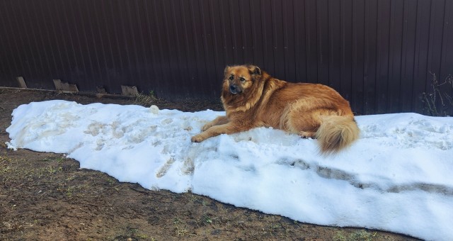 Собакочетверг же, но кошку из фото не выкинешь