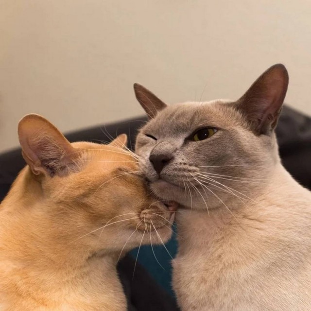 Рандомных фото котов тред — 2