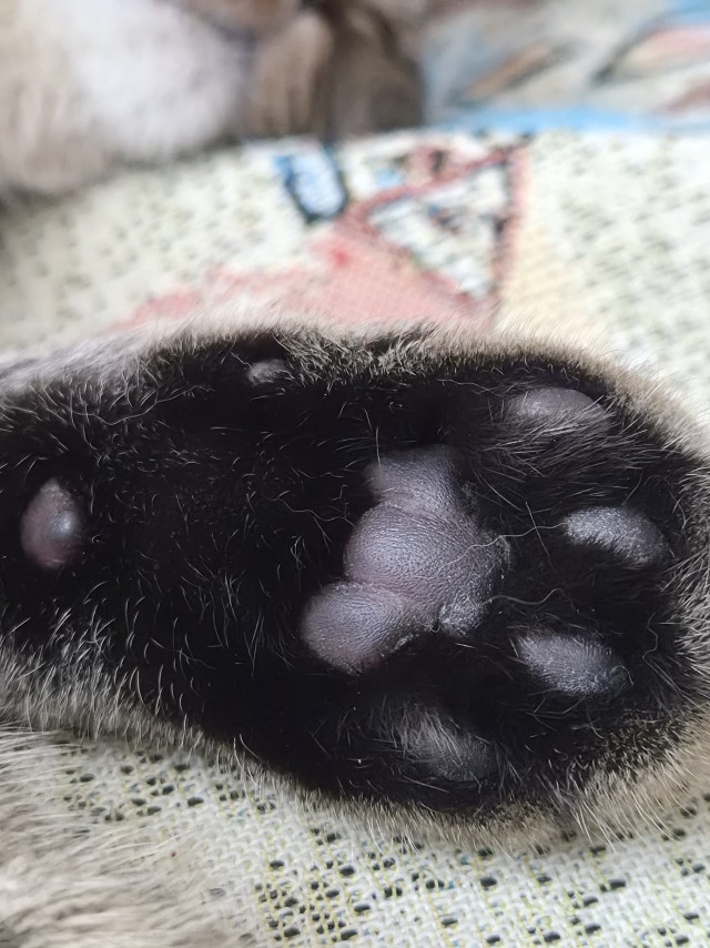 К котопятнице