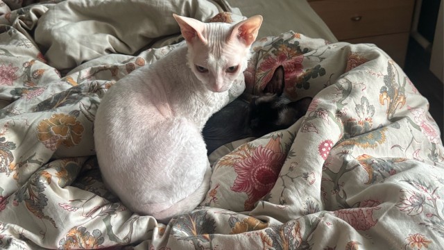 С котовторником!