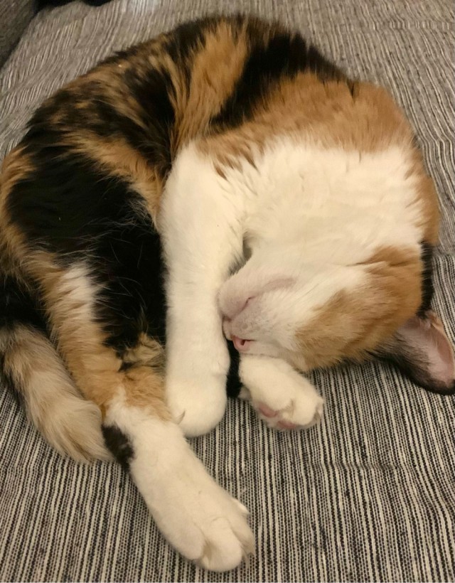 Кошка Яна 19 лет