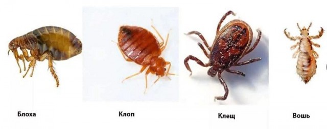 Кто дома может кусаться?
