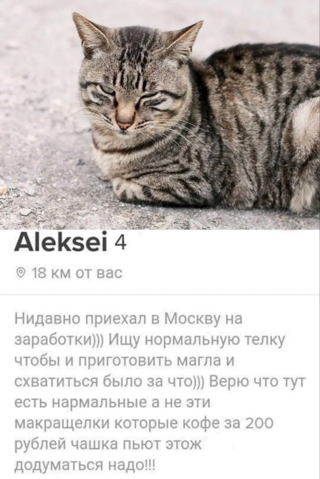 Кототиндер для животных из приютов разработали в Алтайском крае