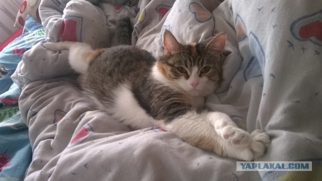 Котовторник 22.04.2014