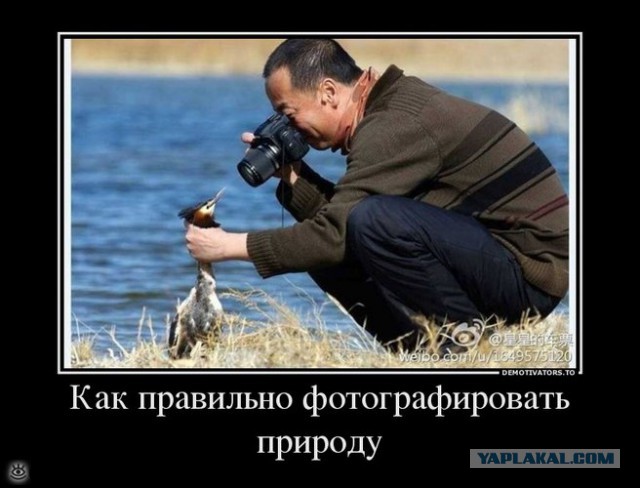Позитивные картинки и комментарии.