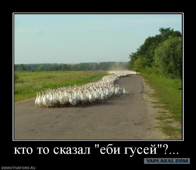 Утиная история