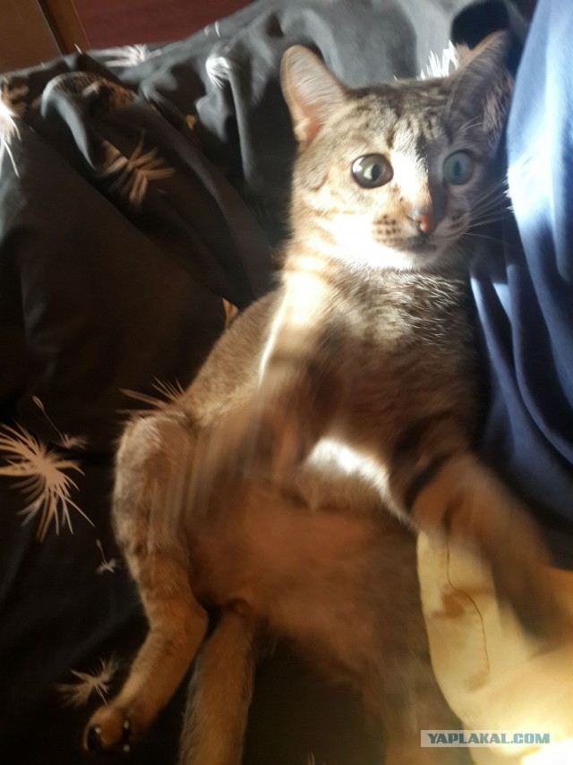 Котовторник 16.09.14