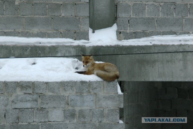 Сегодня Лисы