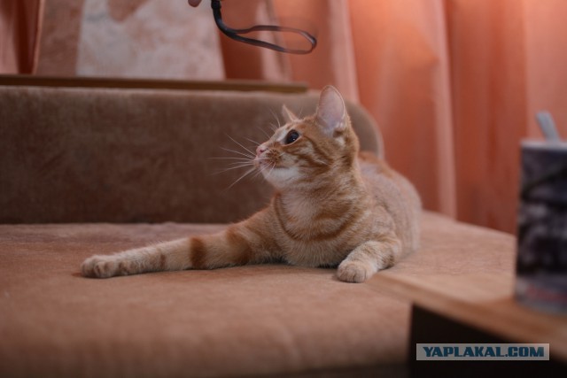 Котовторник 27.01.2015